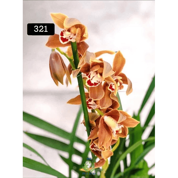 PACK 4 ou 8+1 oferta com 2–4 bolbos cada (envio grátis)  26