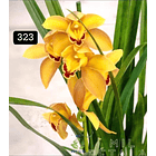 PACK 4 ou 8+1 oferta com 2–4 bolbos cada (envio grátis)  27