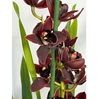 Orquídeas Preta / Víuva Negra / Cali Night 2