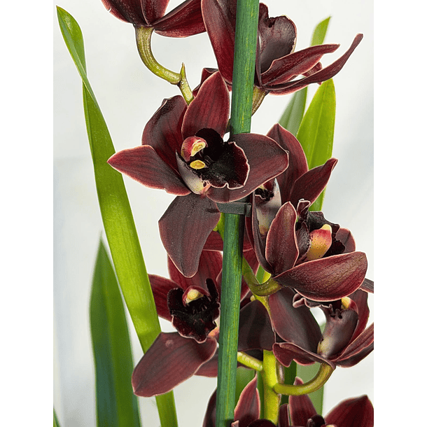 Orquídeas Preta / Víuva Negra / Cali Night 2