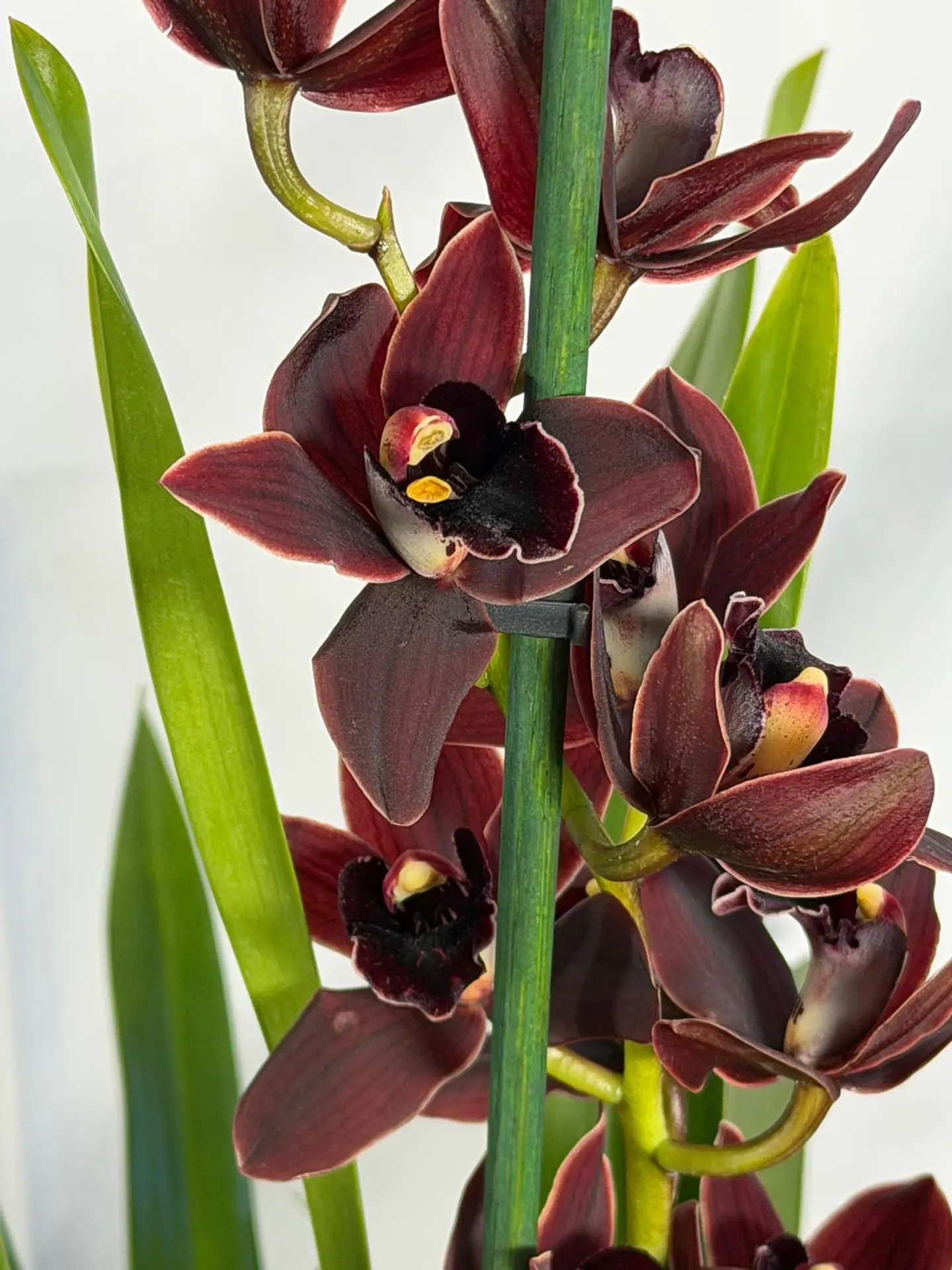 Orquídeas Preta / Víuva Negra / Cali Night SEM FLOR 2