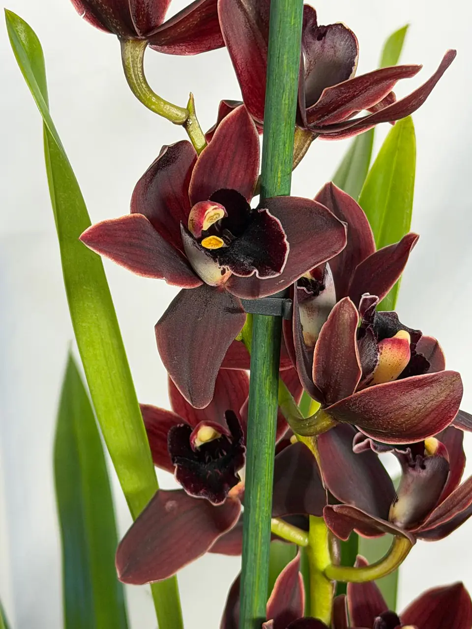 Orquídeas Preta / Víuva Negra / Cali Night SEM FLOR 2