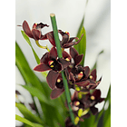 Orquídeas Preta / Víuva Negra / Cali Night 3