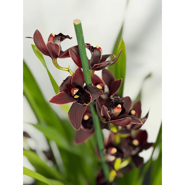 Orquídeas Preta / Víuva Negra / Cali Night 3