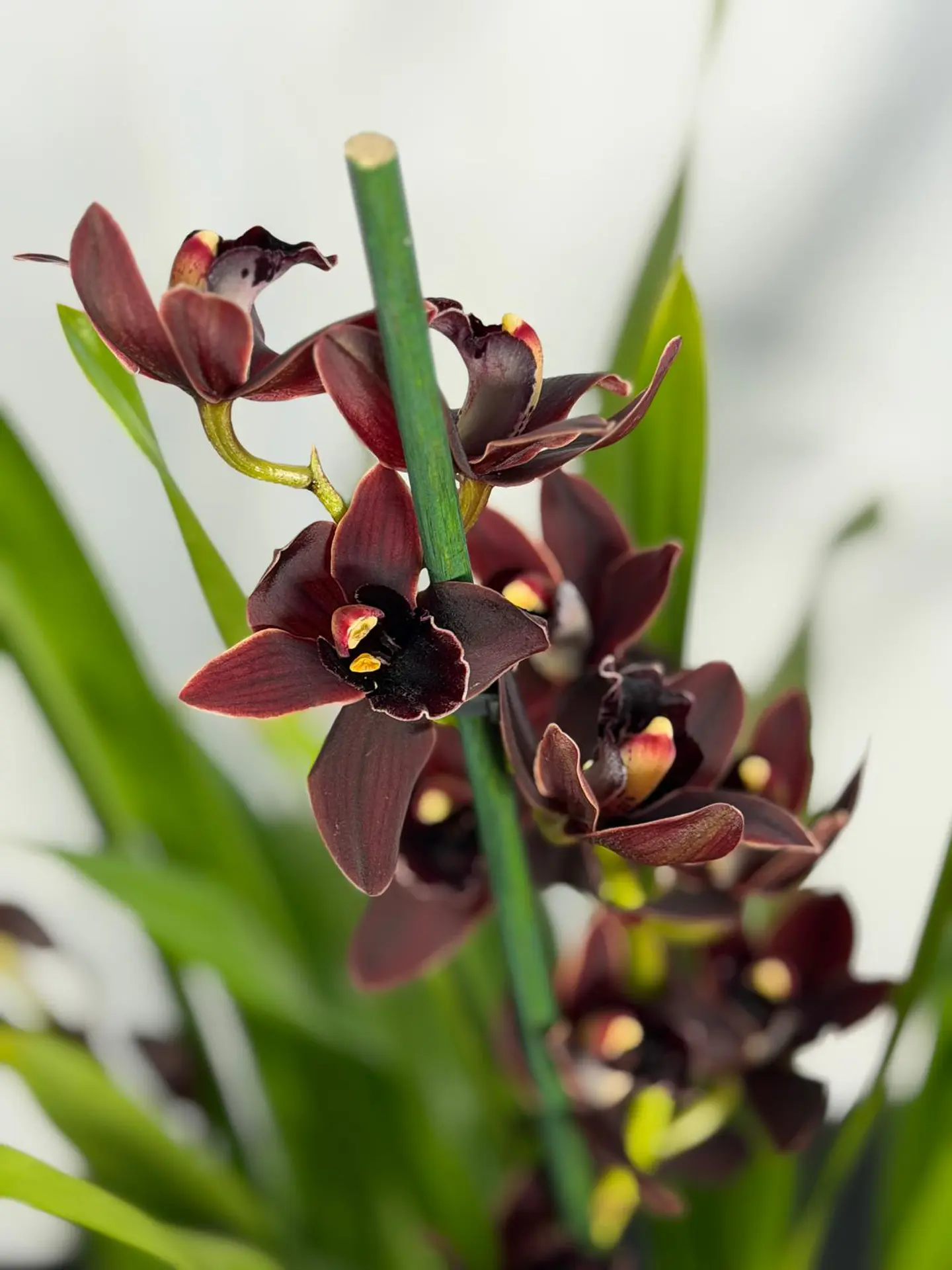 Orquídeas Preta / Víuva Negra / Cali Night SEM FLOR 3