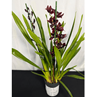 Orquídeas Preta / Víuva Negra / Cali Night 1