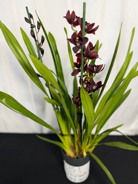 Orquídeas Preta / Víuva Negra / Cali Night SEM FLOR