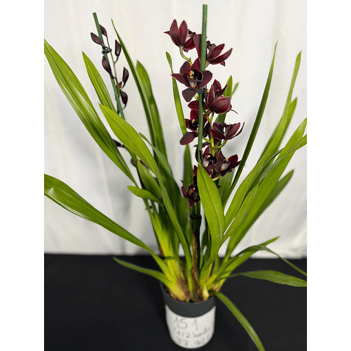 Orquídeas Preta / Víuva Negra / Cali Night