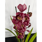 Orquídea Cymbidium Eternal Red – 2 Hastes | Flor XXL 1