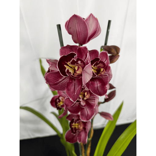 Orquídea Cymbidium Eternal Red – 2 Hastes | Flor XXL
