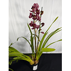 Orquídea Cymbidium Eternal Red – 2 Hastes | Flor XXL 2