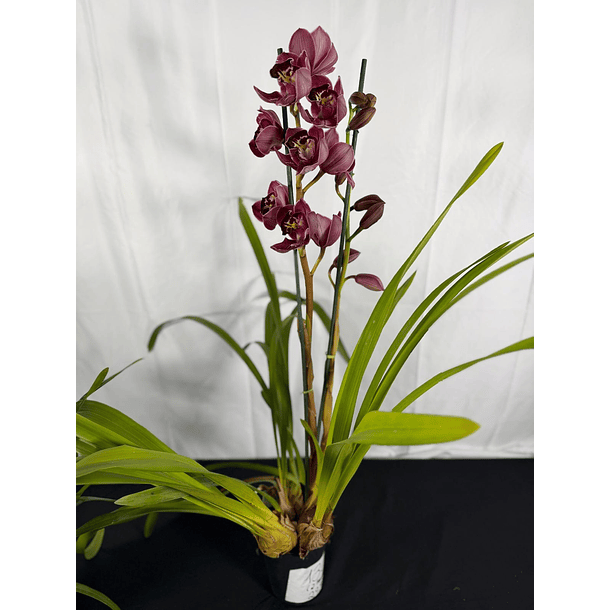 Orquídea Cymbidium Eternal Red – 2 Hastes | Flor XXL 2