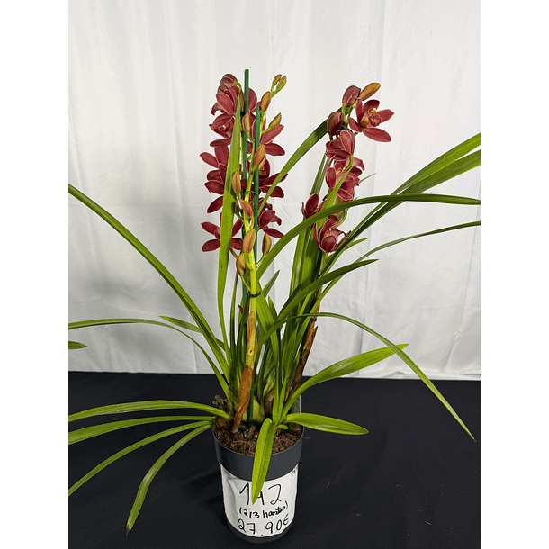 Orquídea Cymbidium Ivy Fung – 3 a 4 Hastes  2