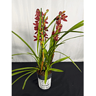 Orquídea Cymbidium Ivy Fung – 3 a 4 Hastes  3