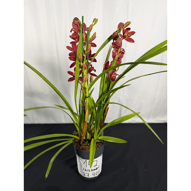 Orquídea Cymbidium Ivy Fung – 3 a 4 Hastes  3