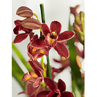 Orquídea Cymbidium Ivy Fung – 3 a 4 Hastes  1