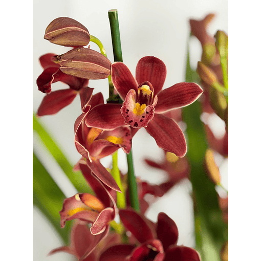 Orquídea Cymbidium Ivy Fung – 3 a 4 Hastes 
