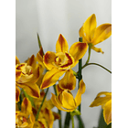 Orquídea Cor de Fogo – 1 a 2 Hastes 1