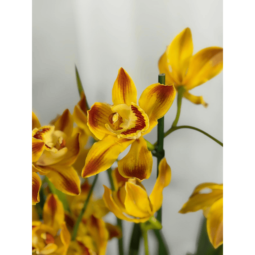 Orquídea Cor de Fogo – 1 a 2 Hastes