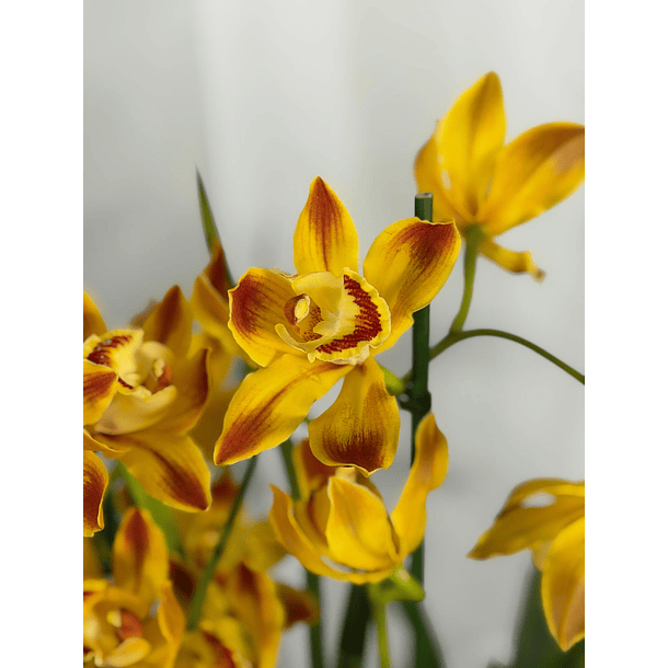 Orquídea Cor de Fogo – 1 a 2 Hastes 1