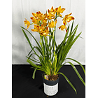 Orquídea Cor de Fogo – 1 a 2 Hastes 2