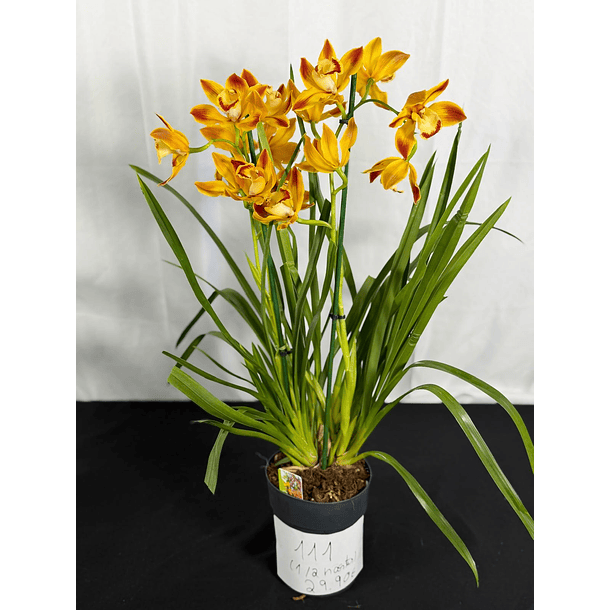 Orquídea Cor de Fogo – 1 a 2 Hastes 2