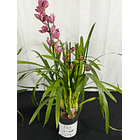 Orquídea Cymbidium Rosa Matizada – 2 a 3 Hastes 2