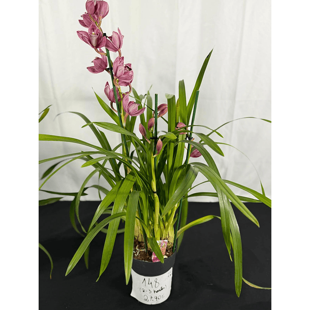 Orquídea Cymbidium Rosa Matizada – 2 a 3 Hastes 2