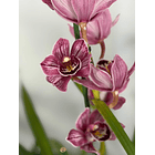Orquídea Cymbidium Rosa Matizada – 2 a 3 Hastes 1