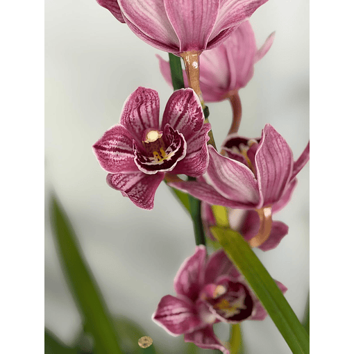 Orquídea Cymbidium Rosa Matizada – 2 a 3 Hastes