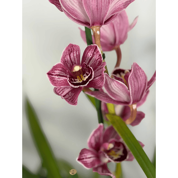 Orquídea Cymbidium Rosa Matizada – 2 a 3 Hastes 1