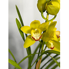 Orquídea Cymbidium Verde-Limão – 1 Haste | Flor XXL 1