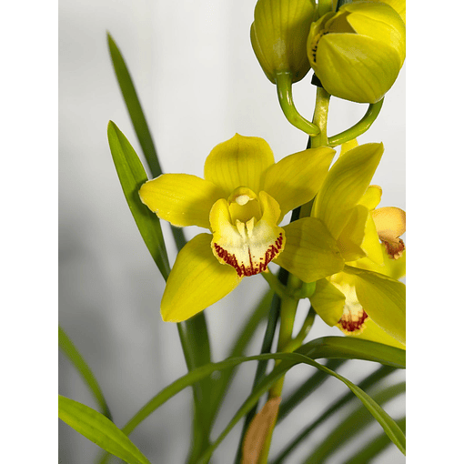 Orquídea Cymbidium Verde-Limão – 1 Haste | Flor XXL
