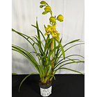Orquídea Cymbidium Verde-Limão – 1 Haste | Flor XXL 2