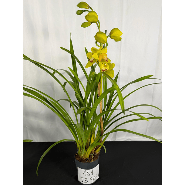 Orquídea Cymbidium Verde-Limão – 1 Haste | Flor XXL 2