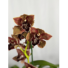 Orquídea Cymbidium Viena – 1 Haste | Flor XXL 1