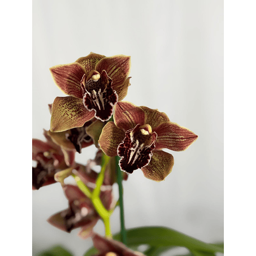 Orquídea Cymbidium Viena – 1 Haste | Flor XXL