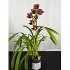 Orquídea Cymbidium Viena – 1 Haste | Flor XXL 2