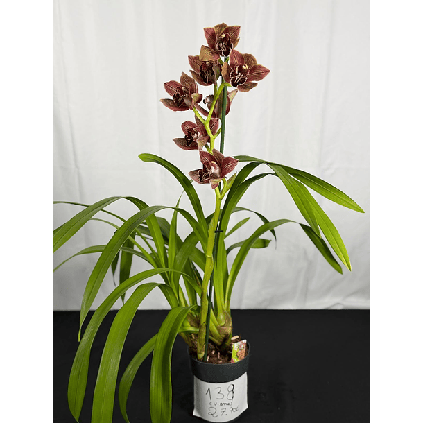 Orquídea Cymbidium Viena – 1 Haste | Flor XXL 2