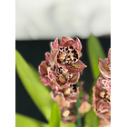 Orquídea Ovo de Codorniz – 1 a 2 Hastes 3