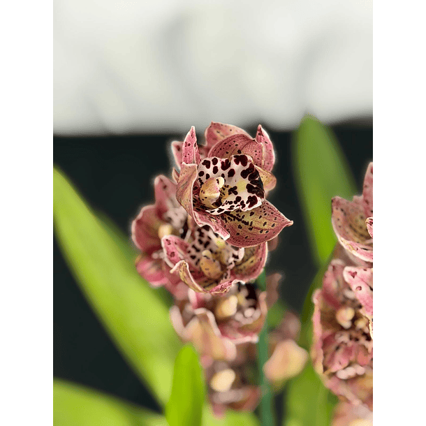 Orquídea Ovo de Codorniz – 1 a 2 Hastes 3