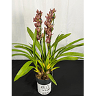 Orquídea Ovo de Codorniz – 1 a 2 Hastes 2