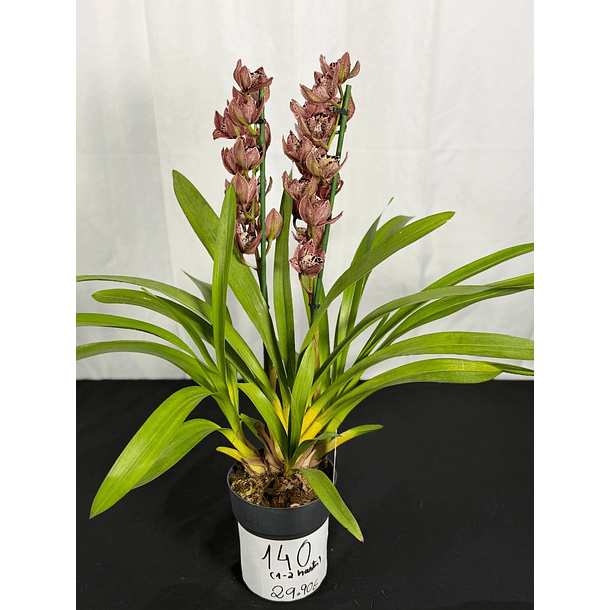 Orquídea Ovo de Codorniz – 1 a 2 Hastes 2