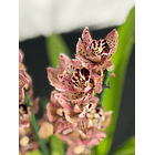 Orquídea Ovo de Codorniz – 1 a 2 Hastes 4