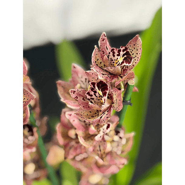 Orquídea Ovo de Codorniz – 1 a 2 Hastes 4