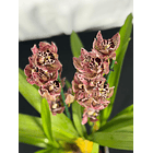 Orquídea Ovo de Codorniz – 1 a 2 Hastes 1