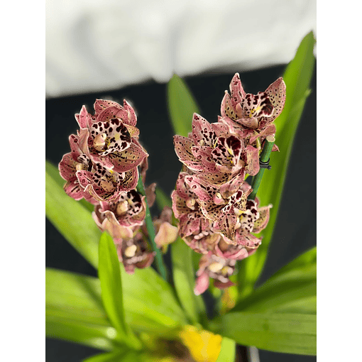 Orquídea Ovo de Codorniz – 1 a 2 Hastes