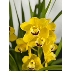 Orquídea Cymbidium Amarela Dourada – 2 Hastes | Flor Média-Grande 1