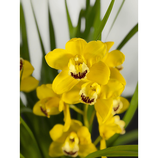Orquídea Cymbidium Amarela Dourada – 2 Hastes | Flor Média-Grande