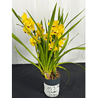 Orquídea Cymbidium Amarela Dourada – 2 Hastes | Flor Média-Grande 2